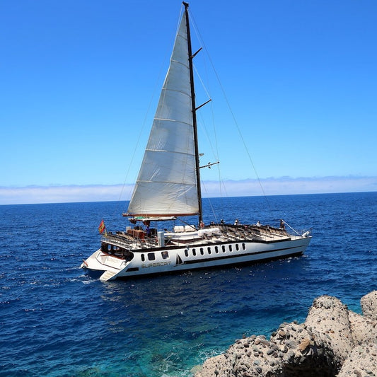 SuperCat Catamaran Dolphin Trip & Coast Tour (4h)