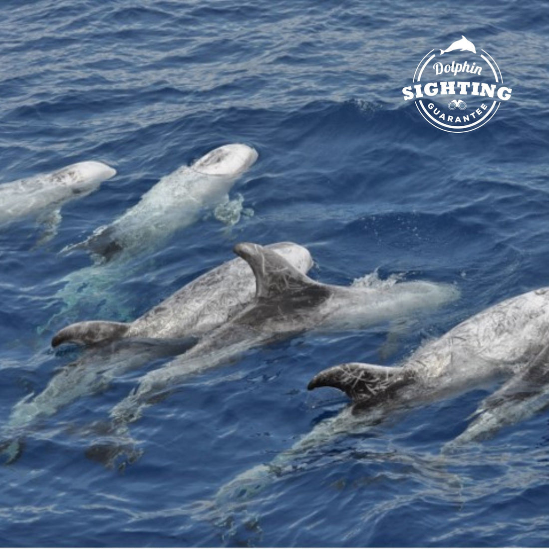 Multiacutatic Dolphin Search Trip
