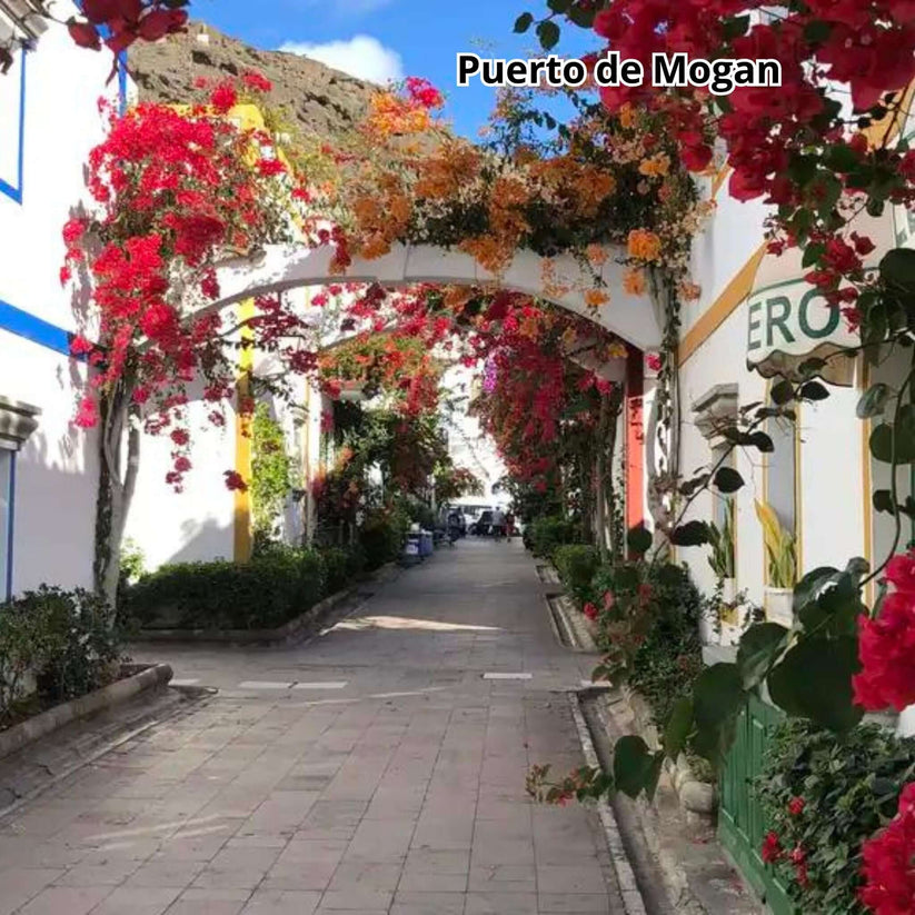 Gran Canaria by Bus - Big Island Tour