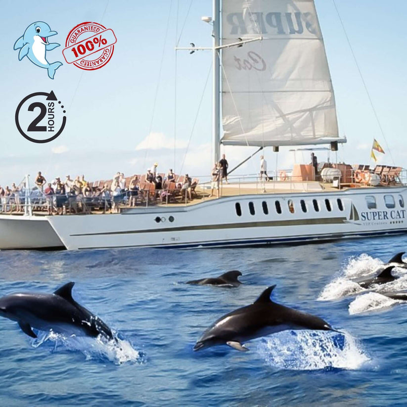 Supercat Dolphin Search & Coast Tour (2h)