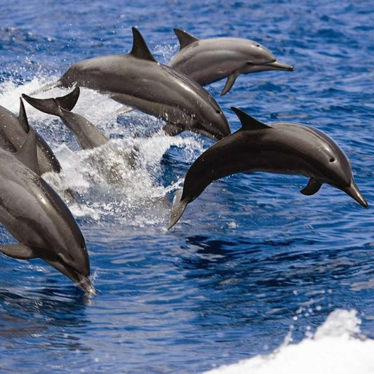 Dolphin Search Trip - Glass Bottom Boat (2,5h)