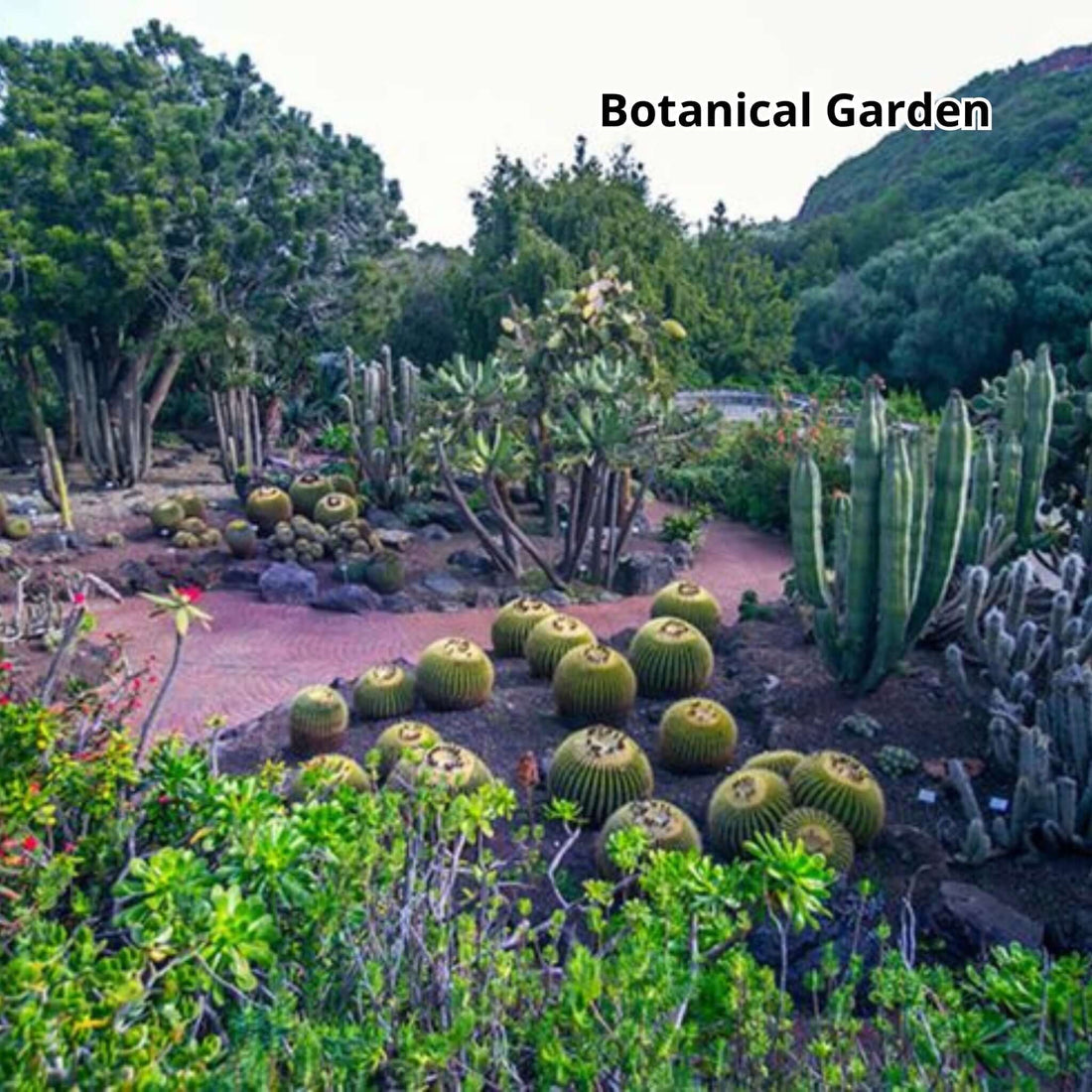 Gran Canaria by Bus - Las Palmas, Volcan, Botanical Garden