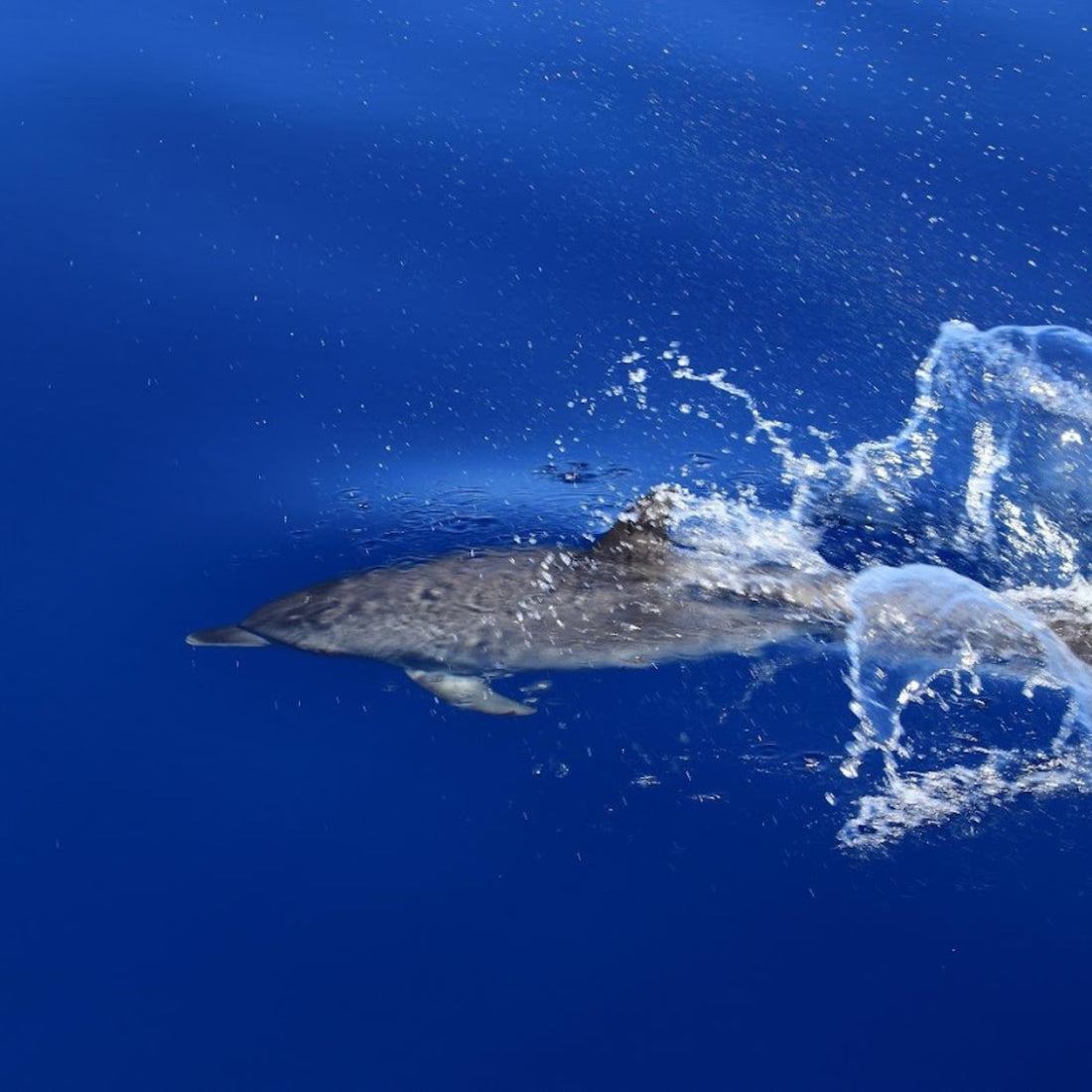 Exclusive Whales & Dolphin Search Boat Trip