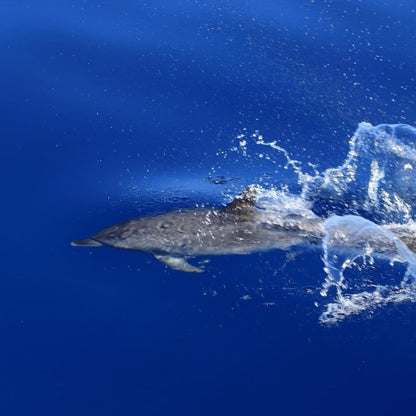 Exclusive Whales & Dolphin Search Boat Trip