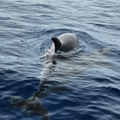 Exclusive Whales & Dolphin Search Boat Trip