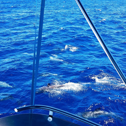 Exclusive Whales & Dolphin Search Boat Trip