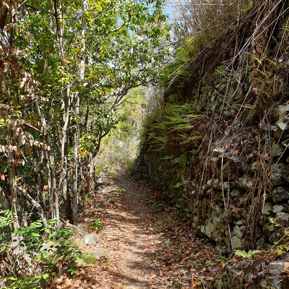 Hiking - The Laurel Forest Route