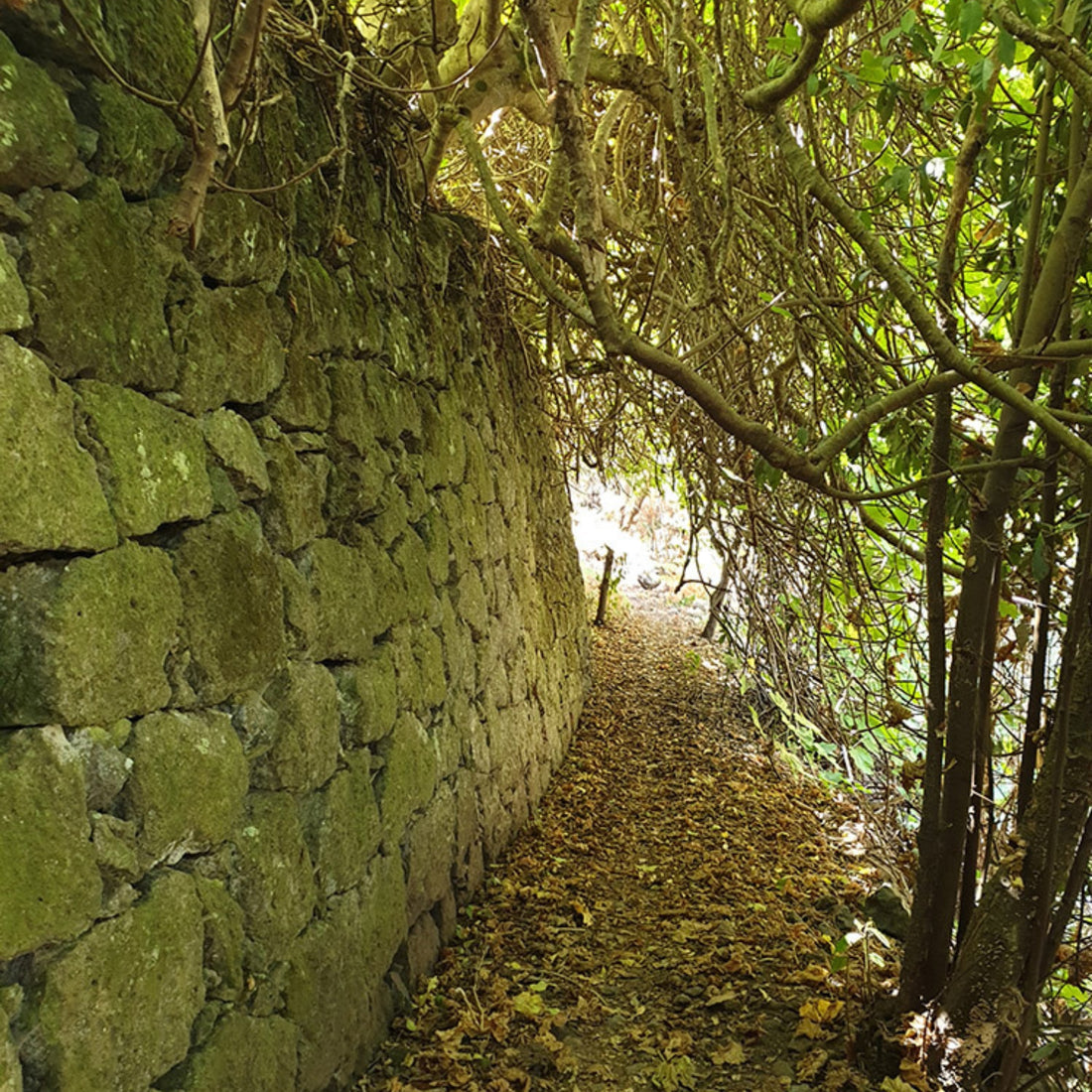 Hiking - The Laurel Forest Route