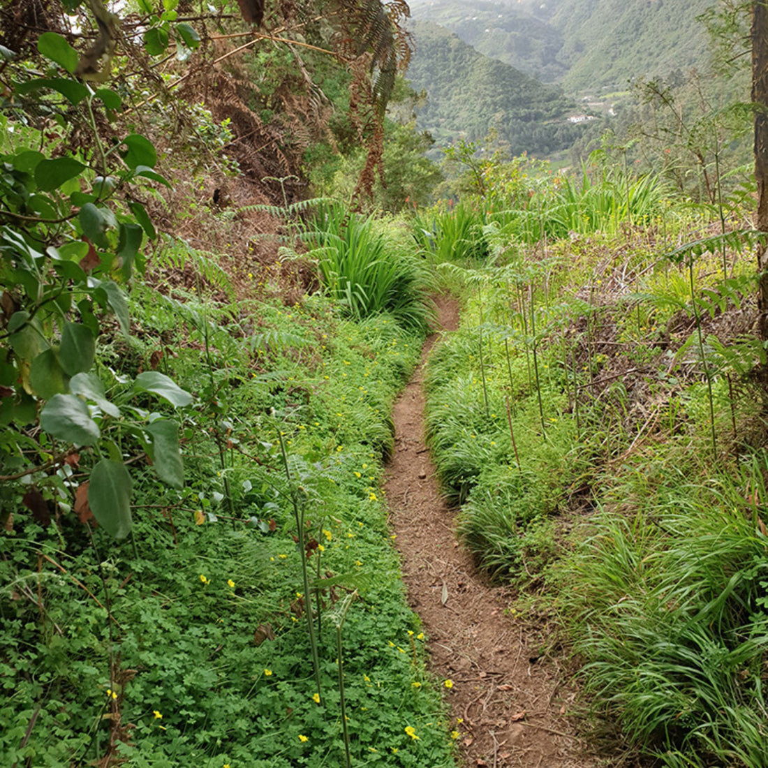 Hiking - The Laurel Forest Route