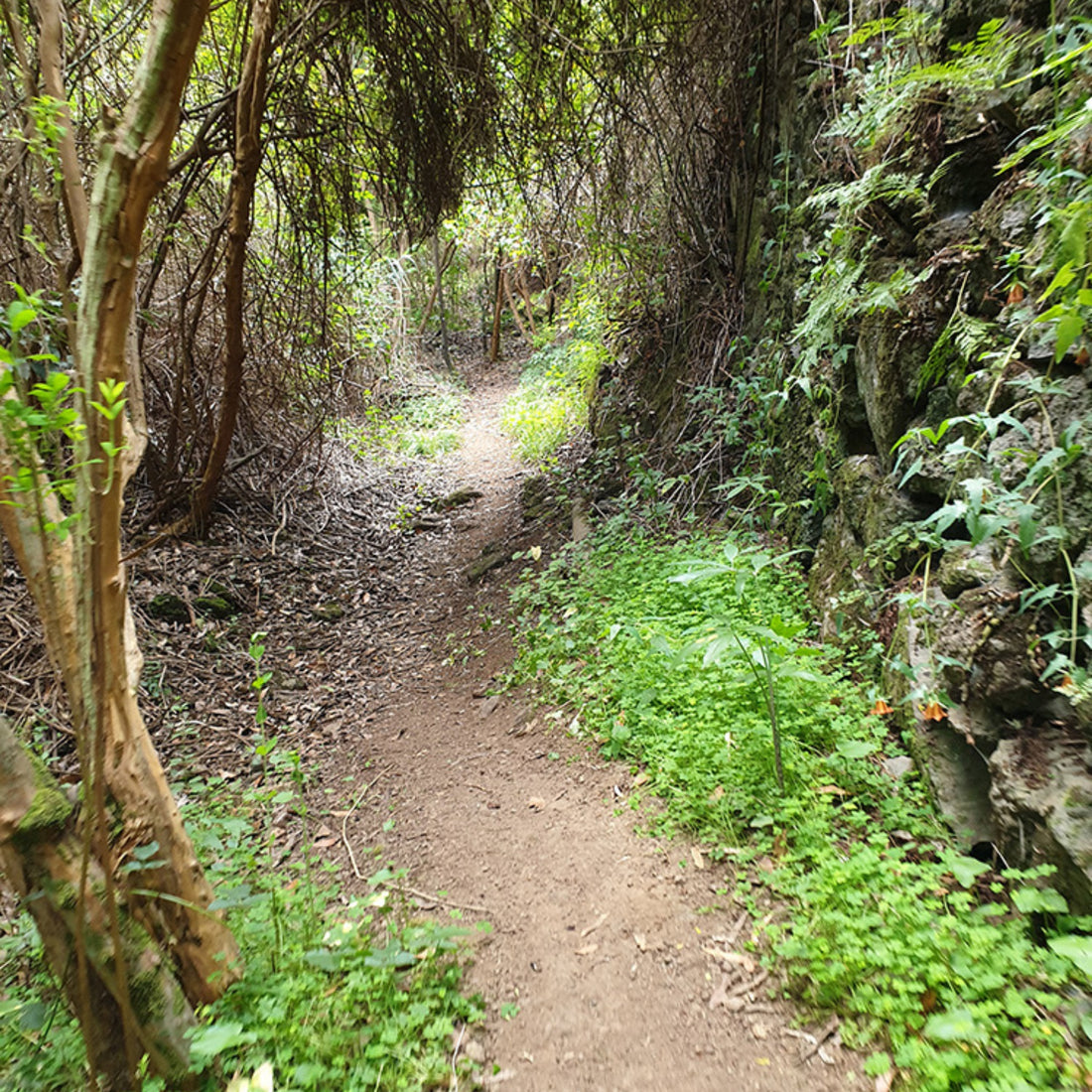 Hiking - The Laurel Forest Route