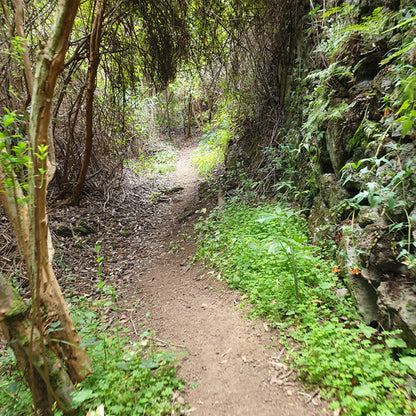 Hiking - The Laurel Forest Route
