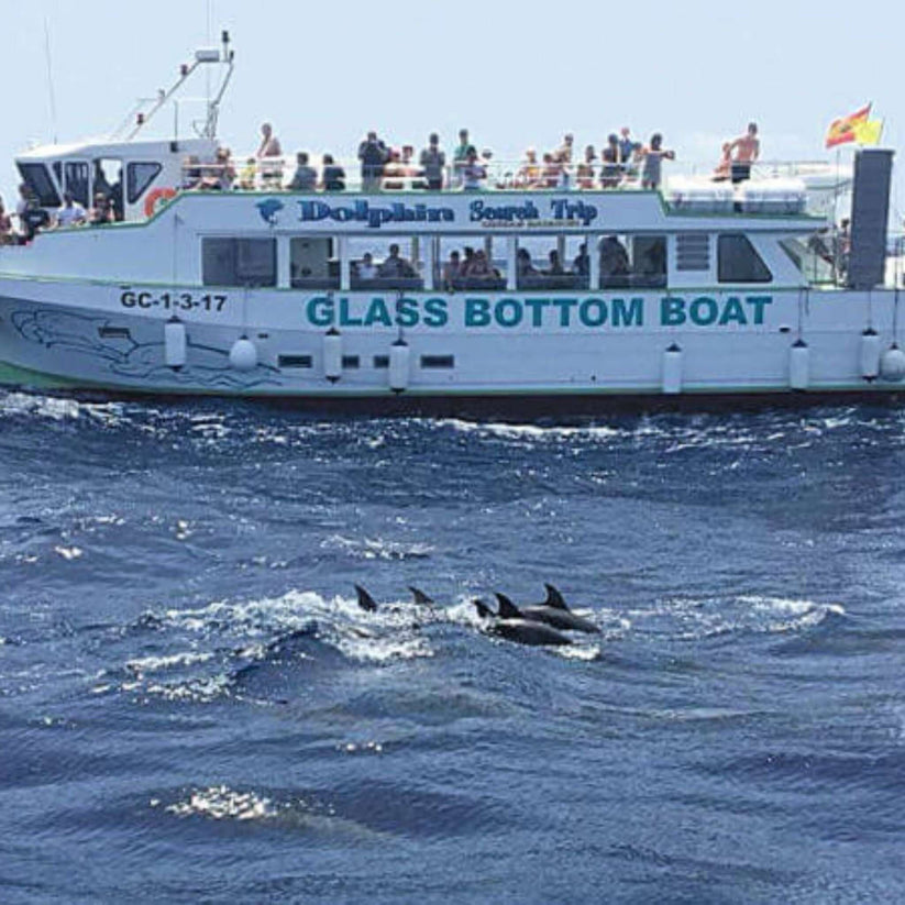Dolphin Search Trip - Glass Bottom Boat (2,5h)