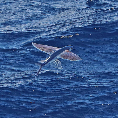 Dolphin Search Trip - Glass Bottom Boat (2,5h)