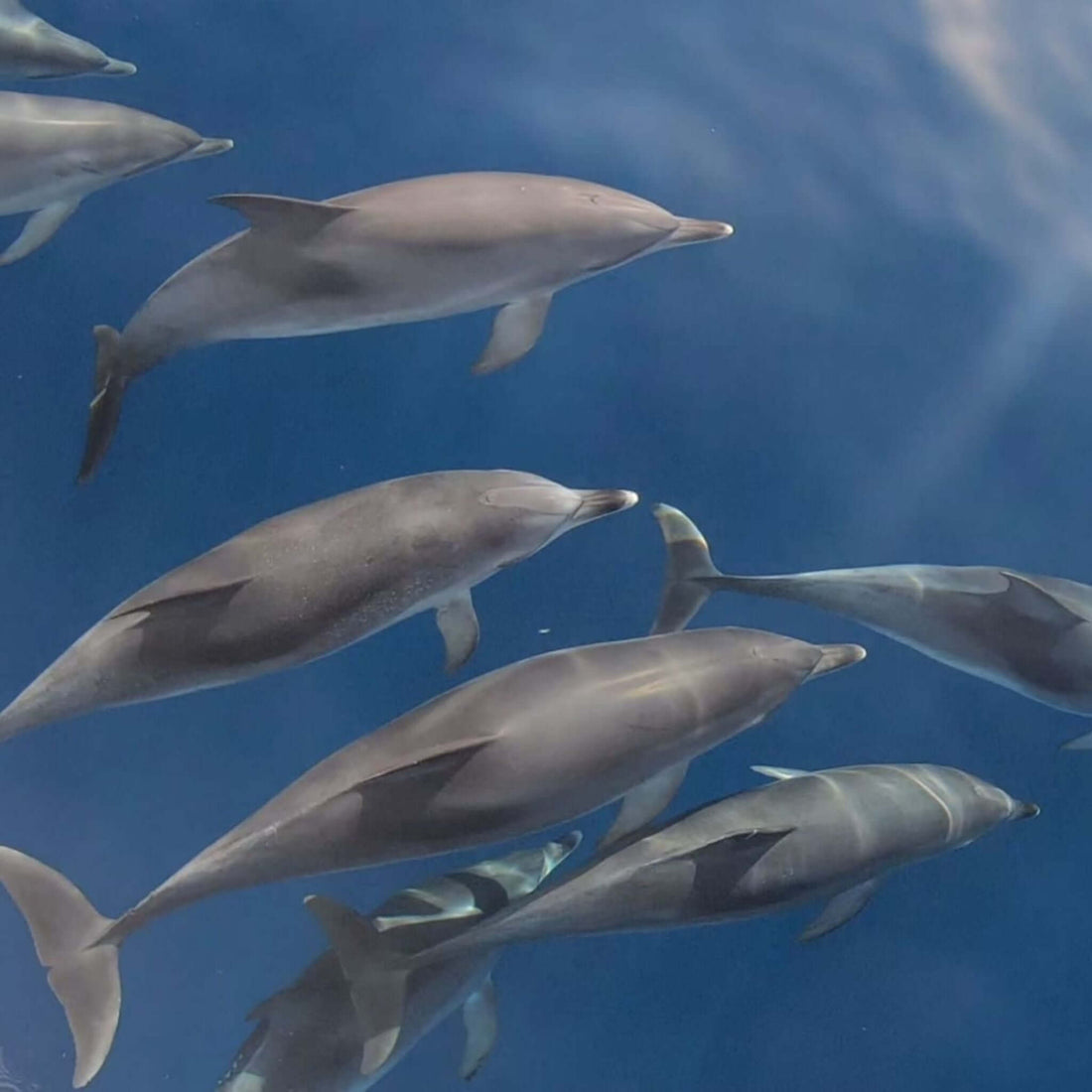 Exclusive Whales & Dolphin Search Boat Trip