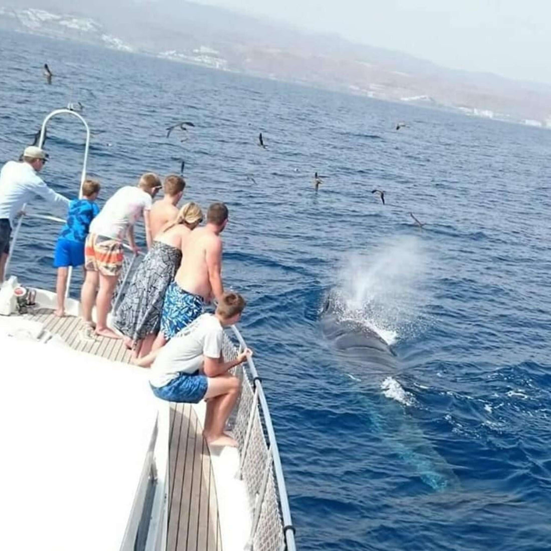 Exclusive Whales & Dolphin Search Boat Trip