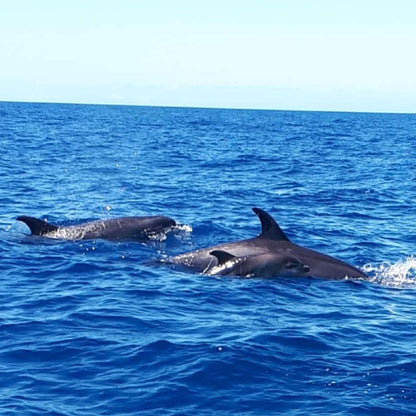 Dolphin Search Trip - Glass Bottom Boat (2,5h)
