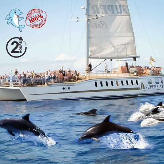 Supercat Dolphin Search & Coast Tour (2h)
