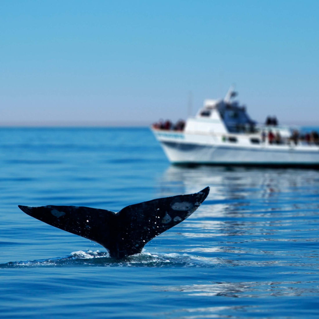 Dolphin Search Trip - Glass Bottom Boat (2,5h)