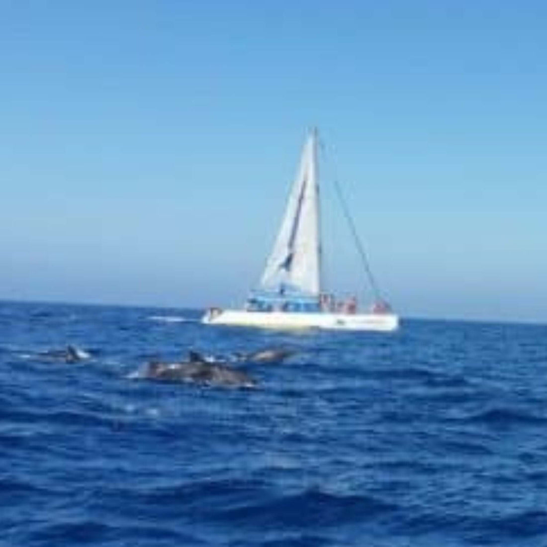 Combo #4 - Catamaran Boat Trip & Jeep Safari