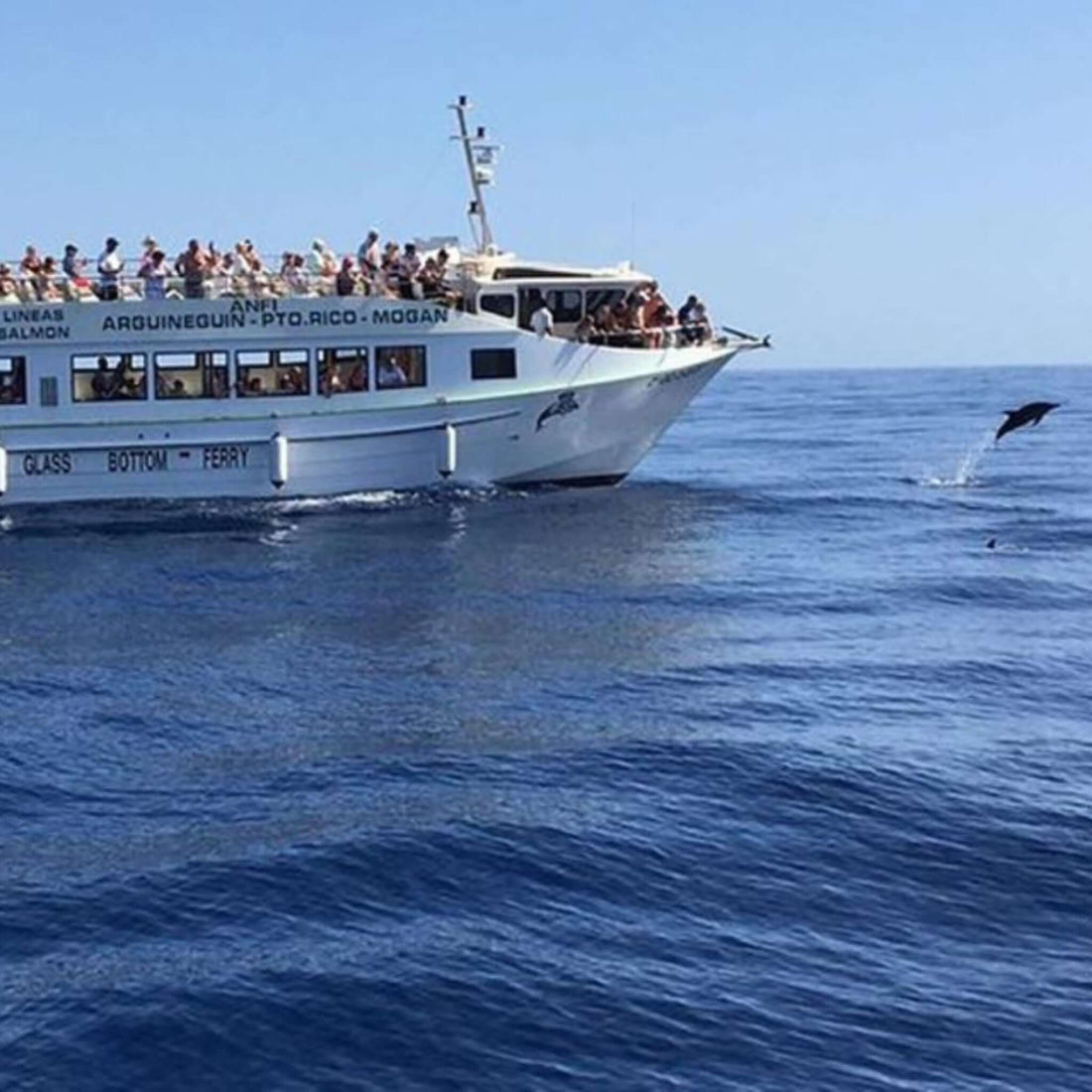 Dolphin Search Trip - Glass Bottom Boat (2,5h)