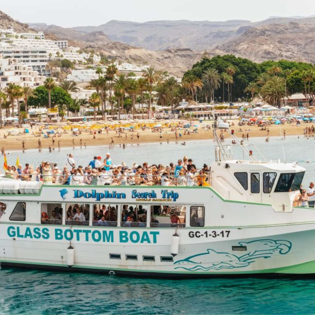 Dolphin Search Trip - Glass Bottom Boat (2,5h)