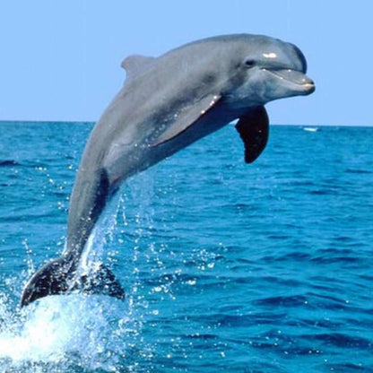 Dolphin Search Trip - Glass Bottom Boat (2,5h)