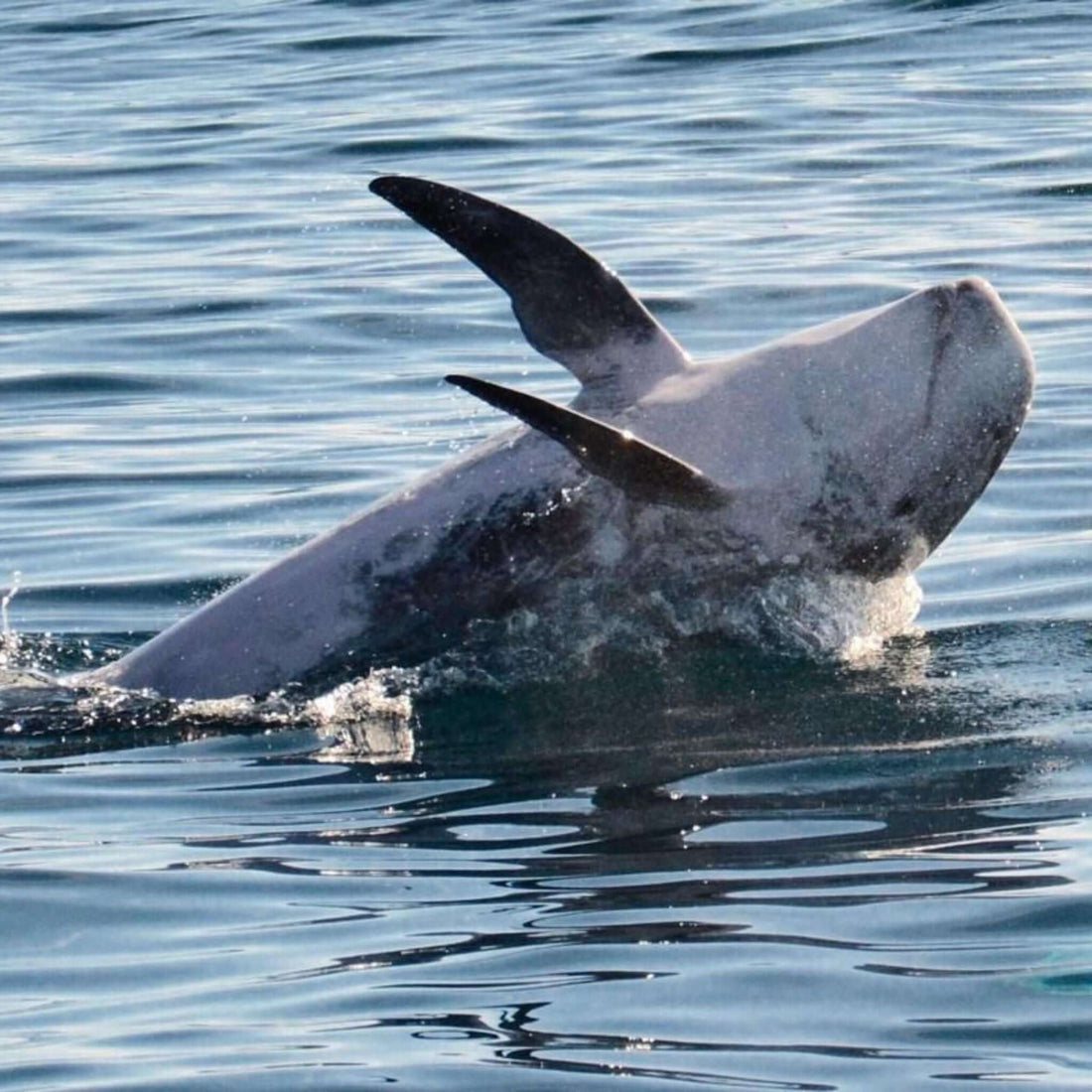 Dolphin Search Trip - Glass Bottom Boat (2,5h)
