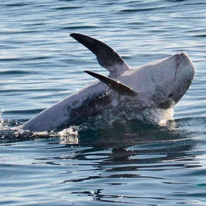 Dolphin Search Trip - Glass Bottom Boat (2,5h)