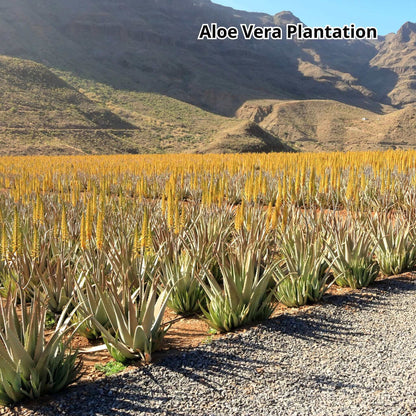 Gran Canaria by Bus - VIP Tour